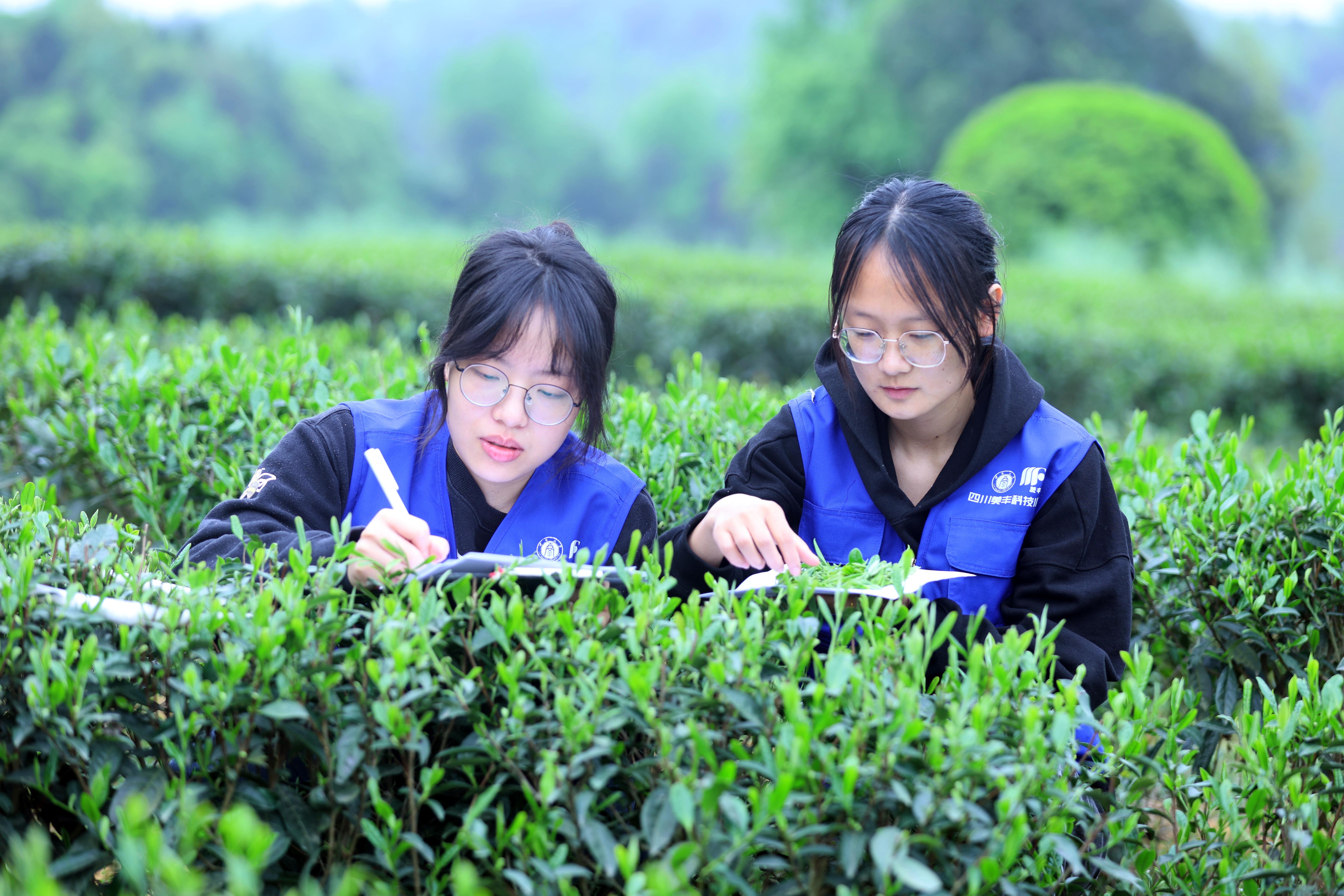 四川美豐共建的兩所科技小院獲評優(yōu)秀