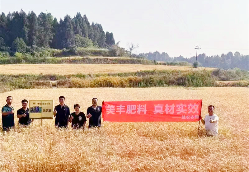 夏攻行動(dòng)：美豐方案助力小麥增收